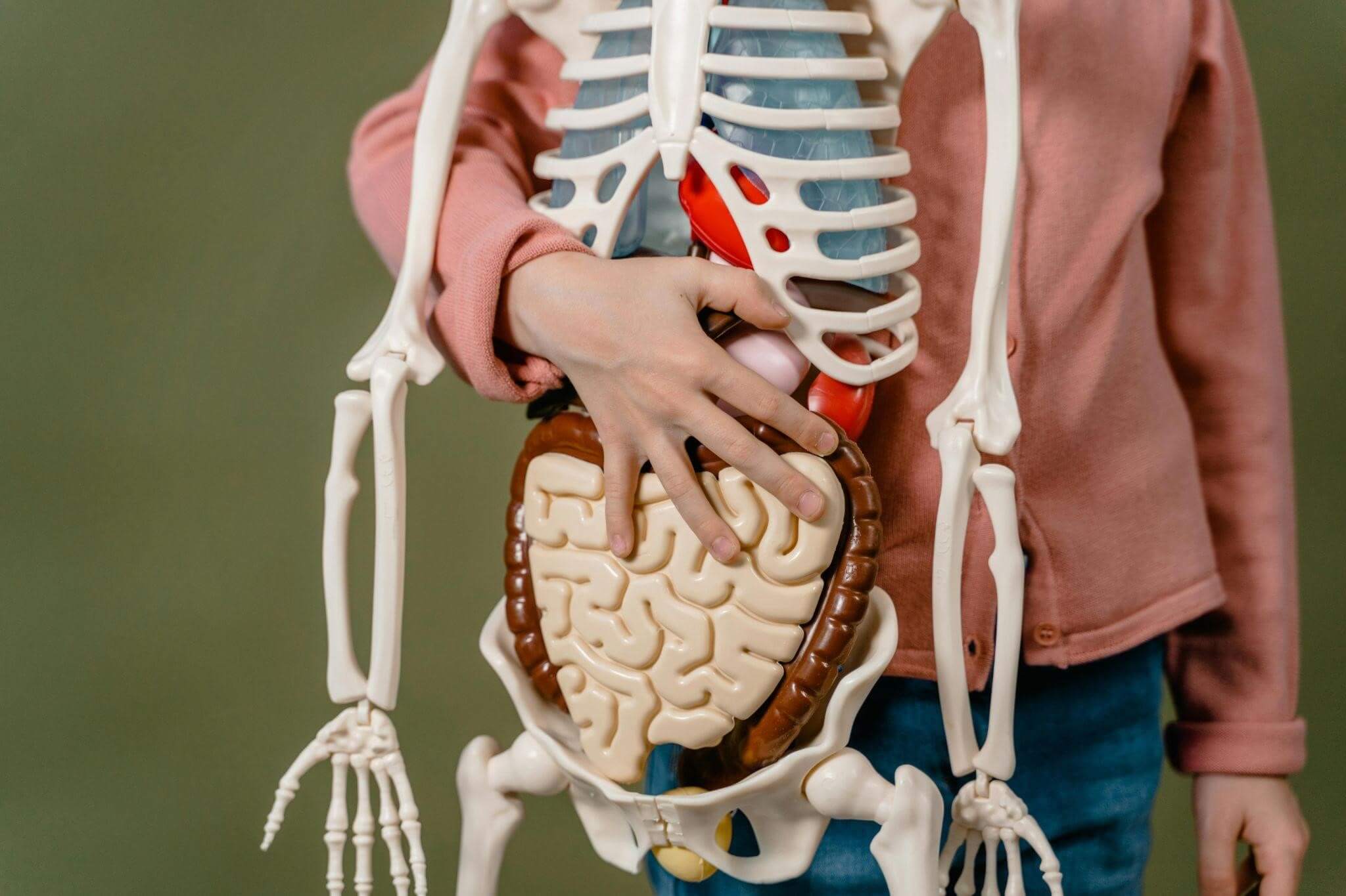 A young boy proudly holds a detailed model of a human body, showcasing his interest in anatomy and science